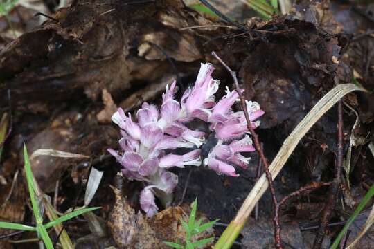 Слика од Lathraea squamaria L.