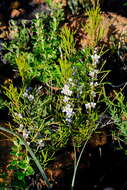 Image of Cyanothamnus ramosus subsp. lesueuranus