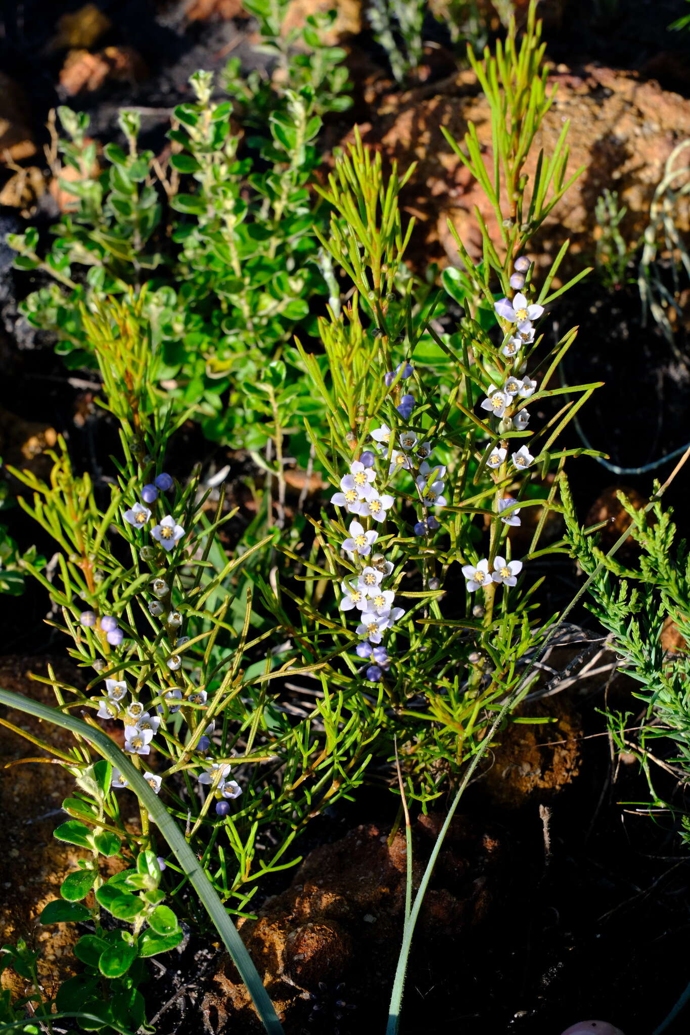 Image of Cyanothamnus ramosus subsp. lesueuranus