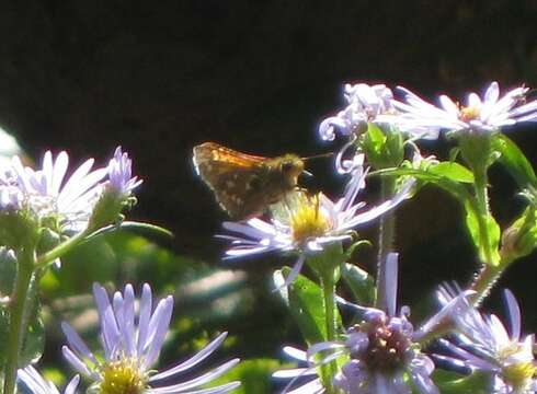 Слика од Hesperia comma laurentina Lyman 1892