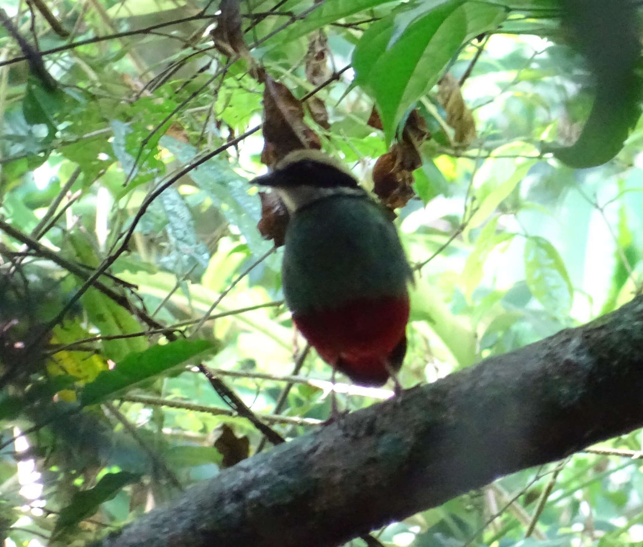 Image of Green-breasted Pitta