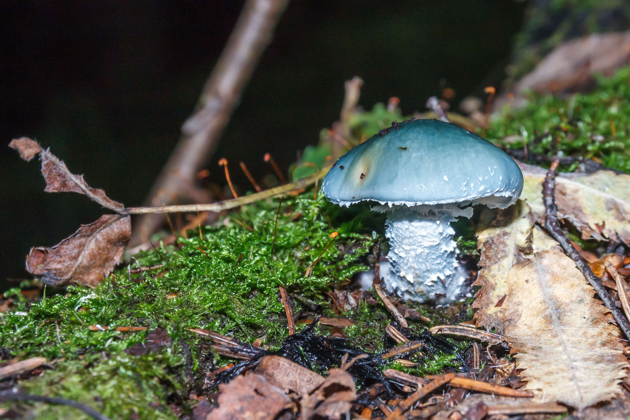 Image of verdigris agaric