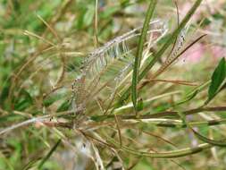 Imagem de Epilobium brevifolium subsp. trichoneurum (Hausskn.) Raven