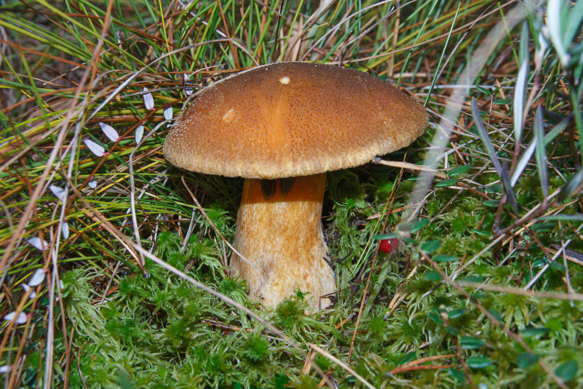 Imagem de Suillus variegatus (Sw.) Richon & Roze 1888