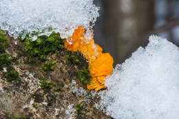 Image of Witches butter