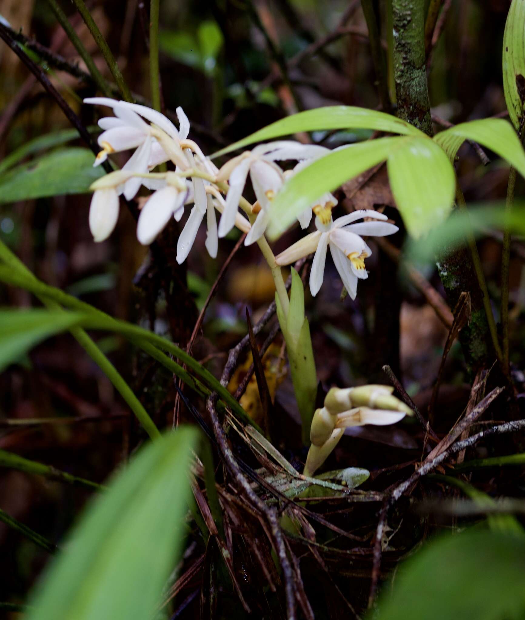 Image of Coelogyne hirtella J. J. Sm.