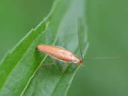 Image of Small Yellow Texas Cockroach