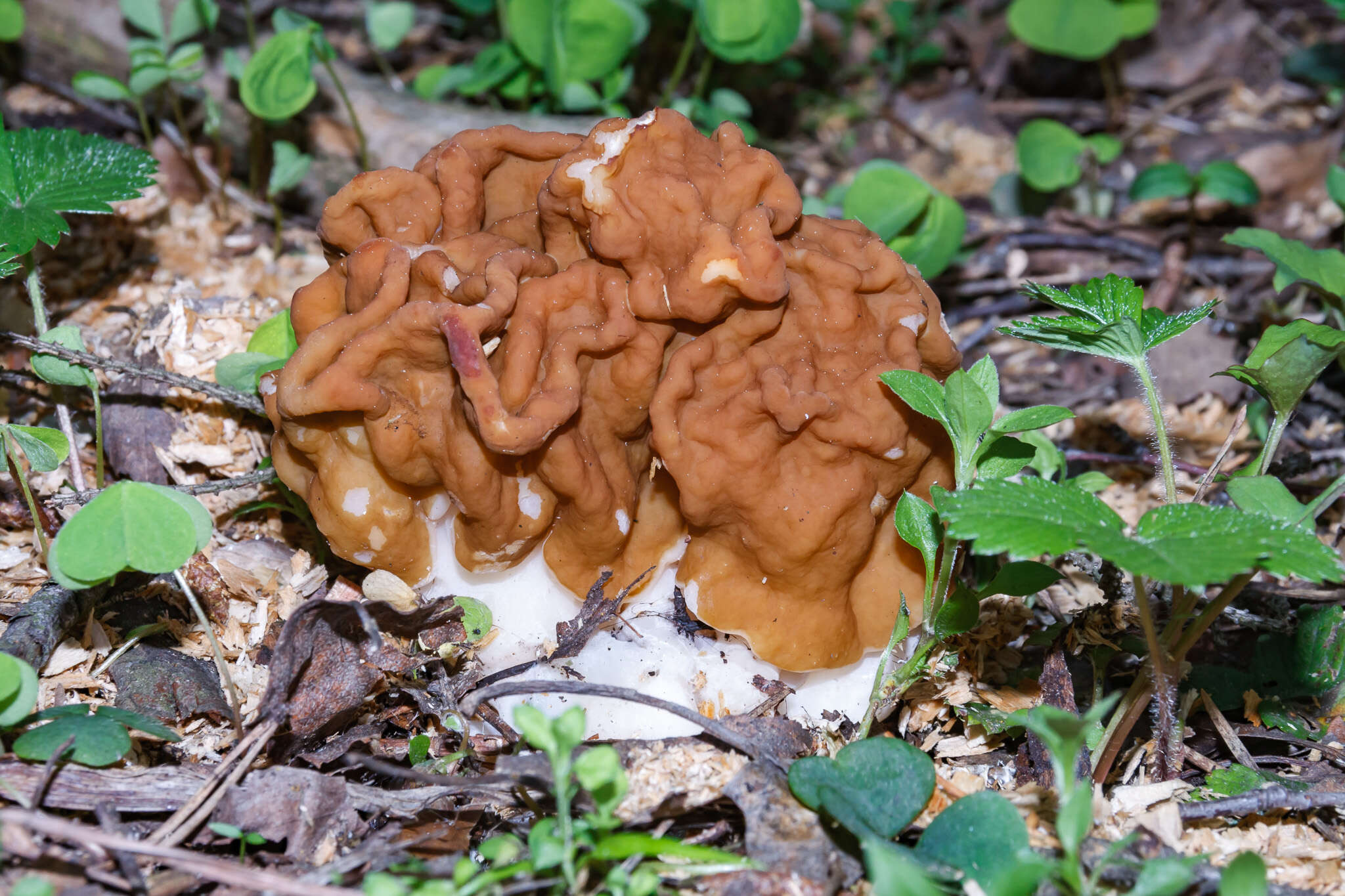 Plancia ëd Gyromitra gigas (Krombh.) Cooke 1878