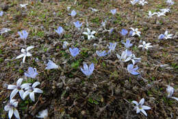 Veronica canescens T. Kirk resmi