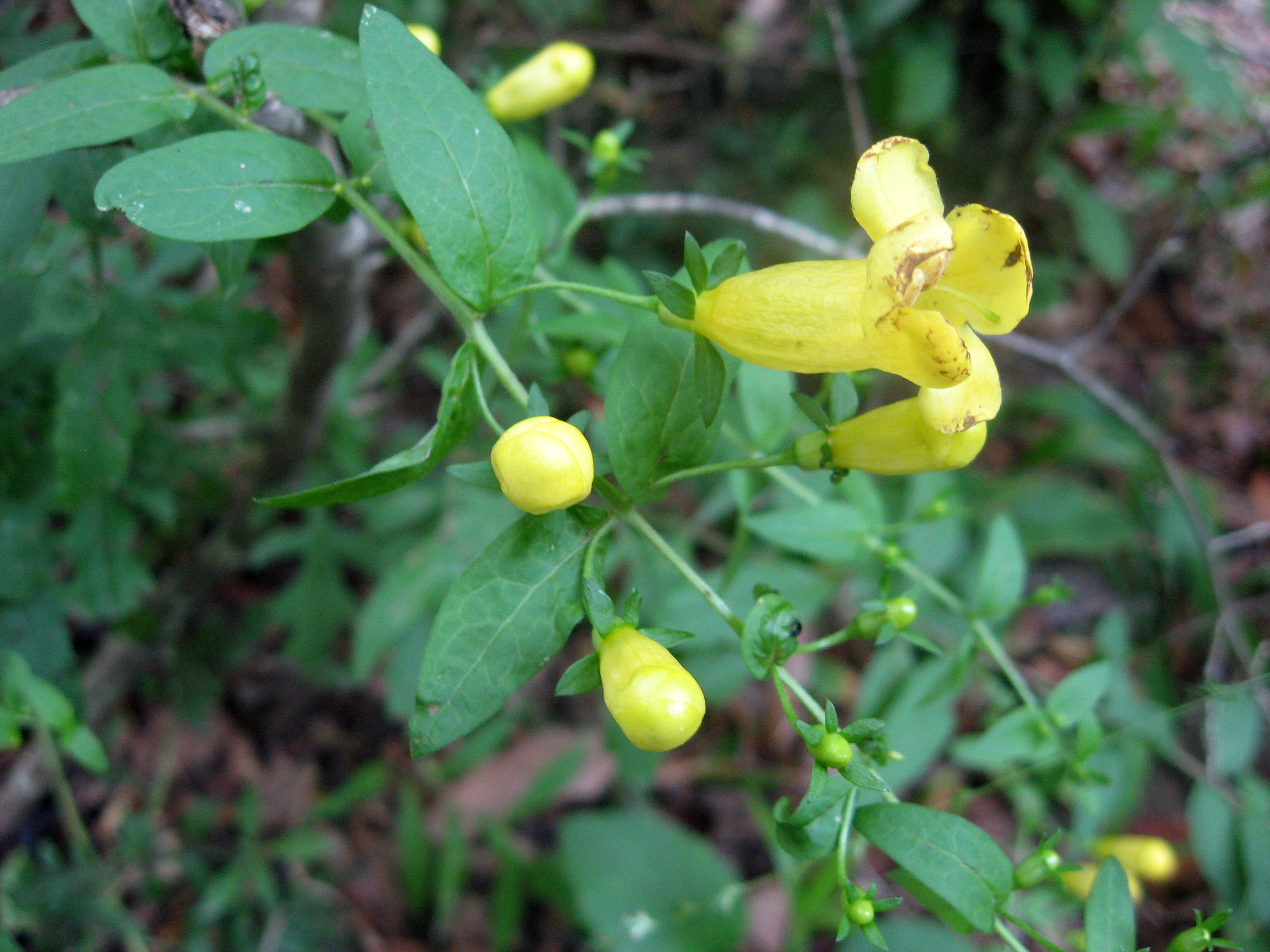 Image of spreading yellow false foxglove