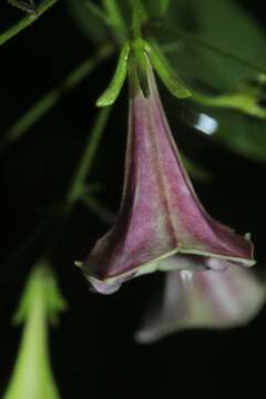 Image de Thiollierea parviflora (Schltr. & K. Krause) Barrabé & Mouly