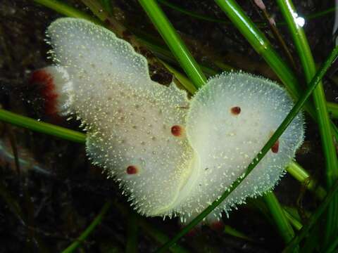 Image of Acanthodoris nanaimoensis O'Donoghue 1921