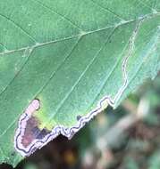 Image of Stigmella apicialbella (Chambers 1873) Newton et al. 1982