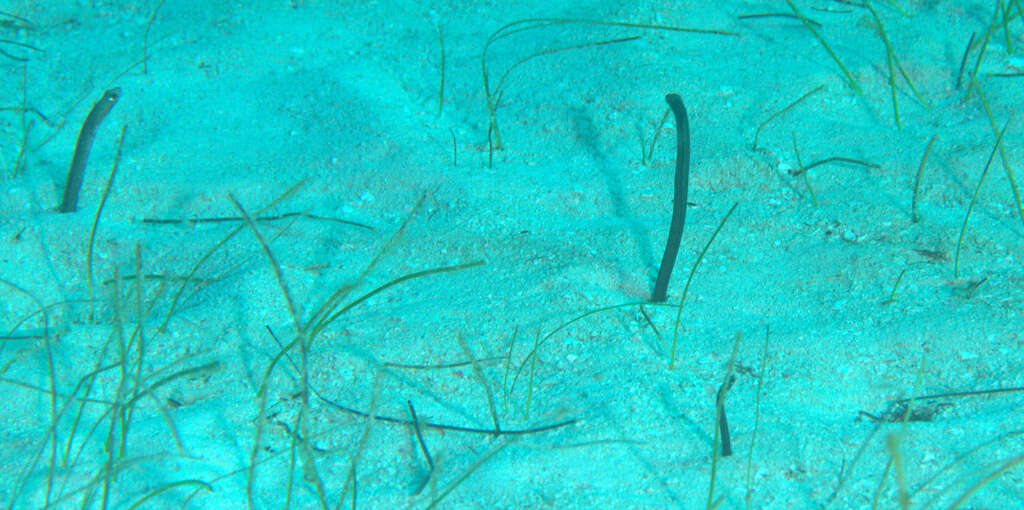 Image of Brown Garden Eel