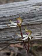 Caladenia atrata D. L. Jones的圖片