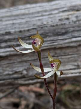 Image of Caladenia atrata D. L. Jones