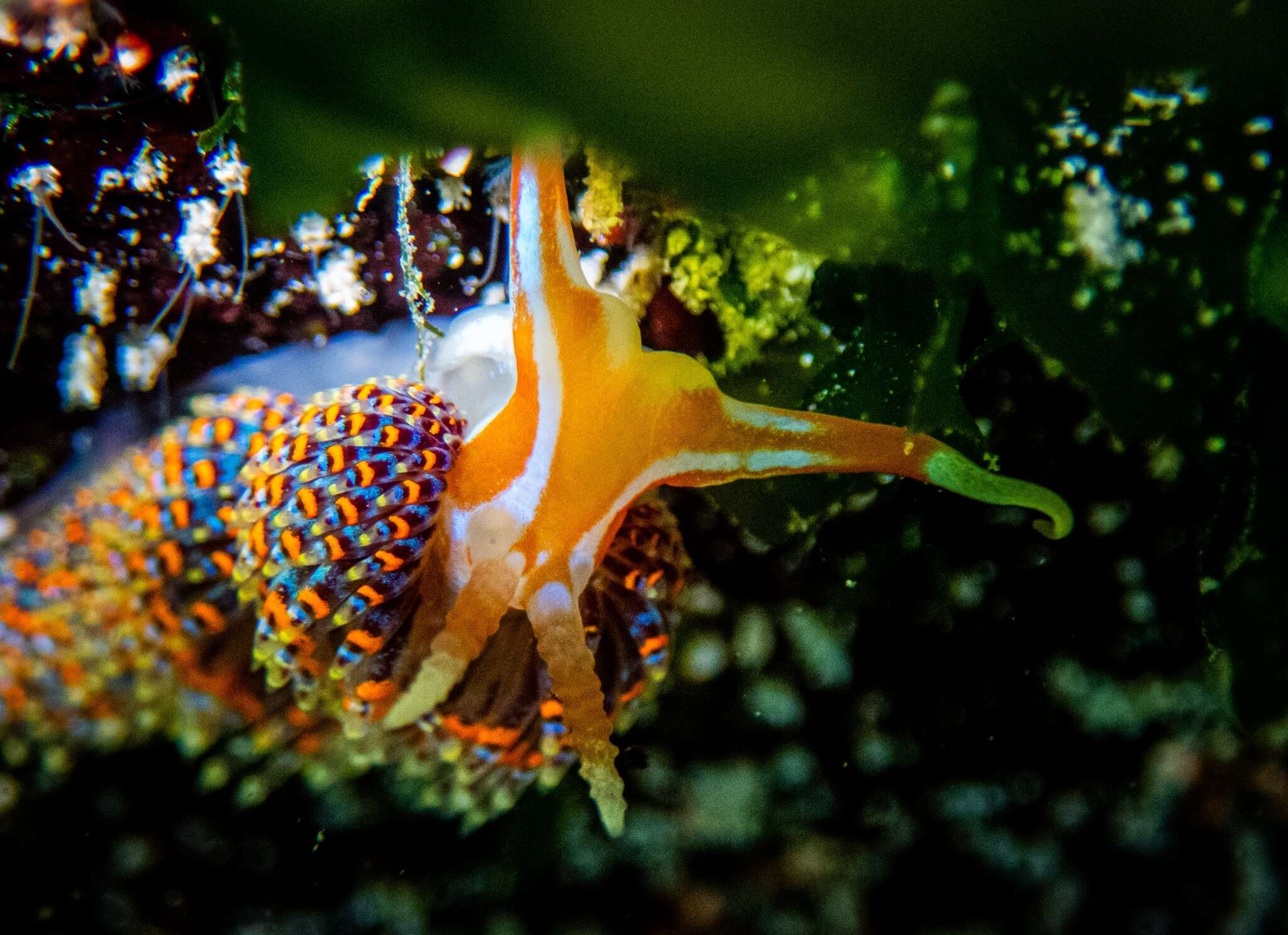 Image of four-colour nudibranch