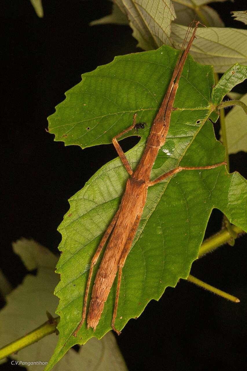 صورة Asceles margaritatus Redtenbacher 1908