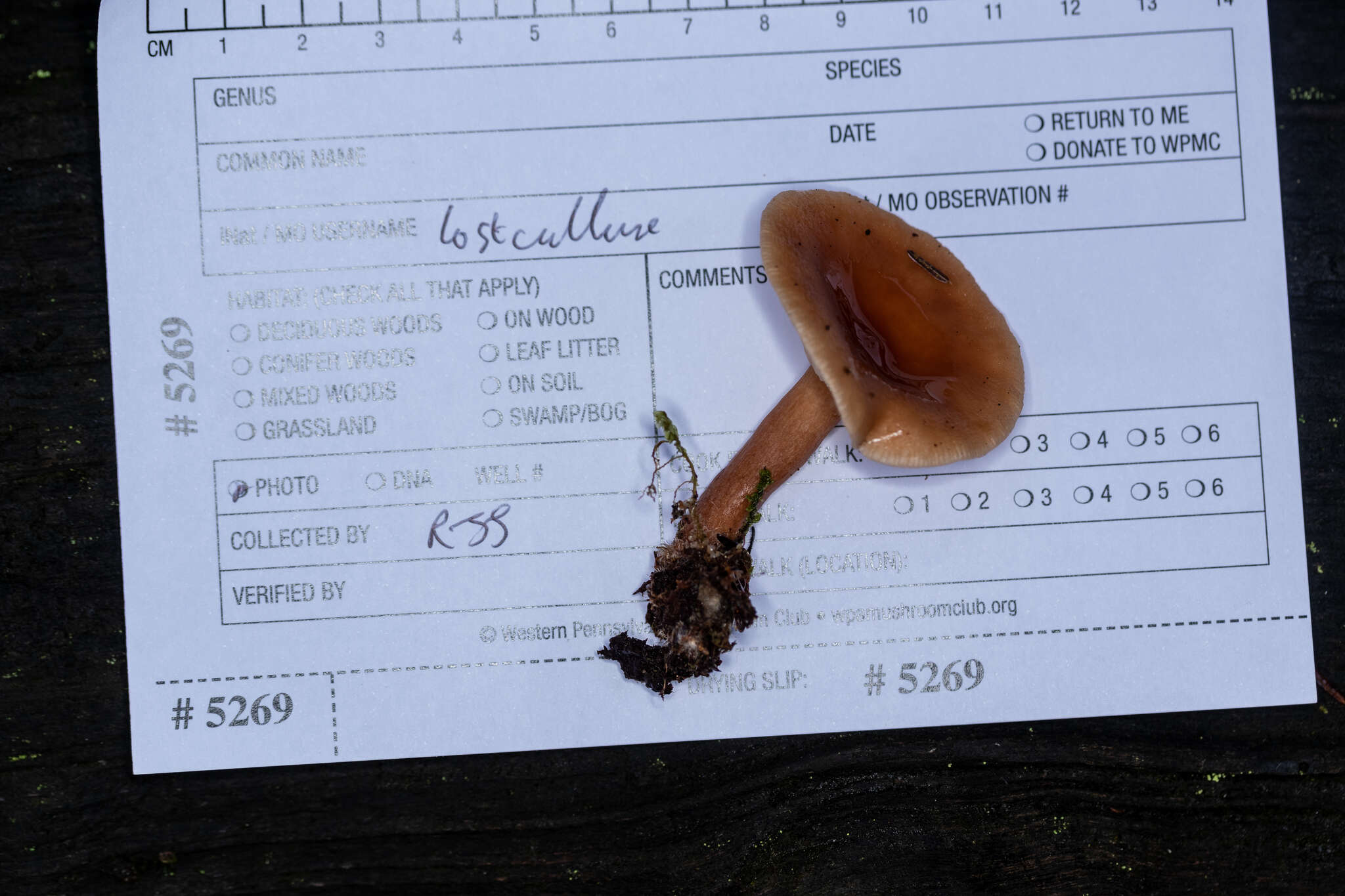 Image of Birch Milkcap