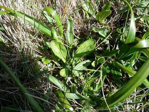 Image of Columbian whitetop aster