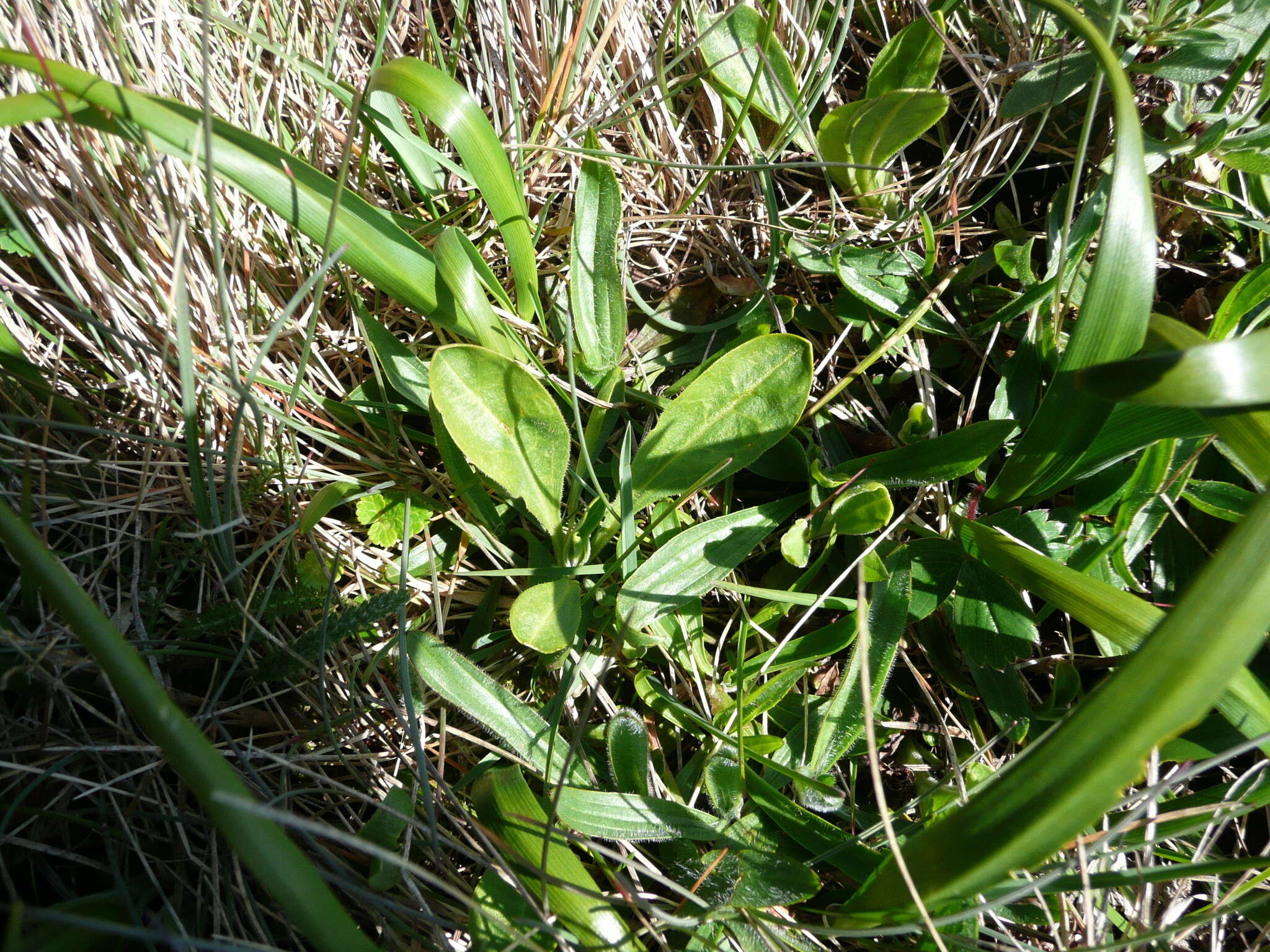 Imagem de Sericocarpus rigidus Lindl.