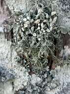 Image of cartilage lichen