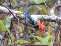 Image of Silver-backed Tanager