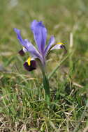 Image of Iris kolpakowskiana subsp. kolpakowskiana