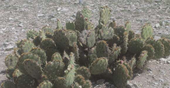 Image of Cactus-apple