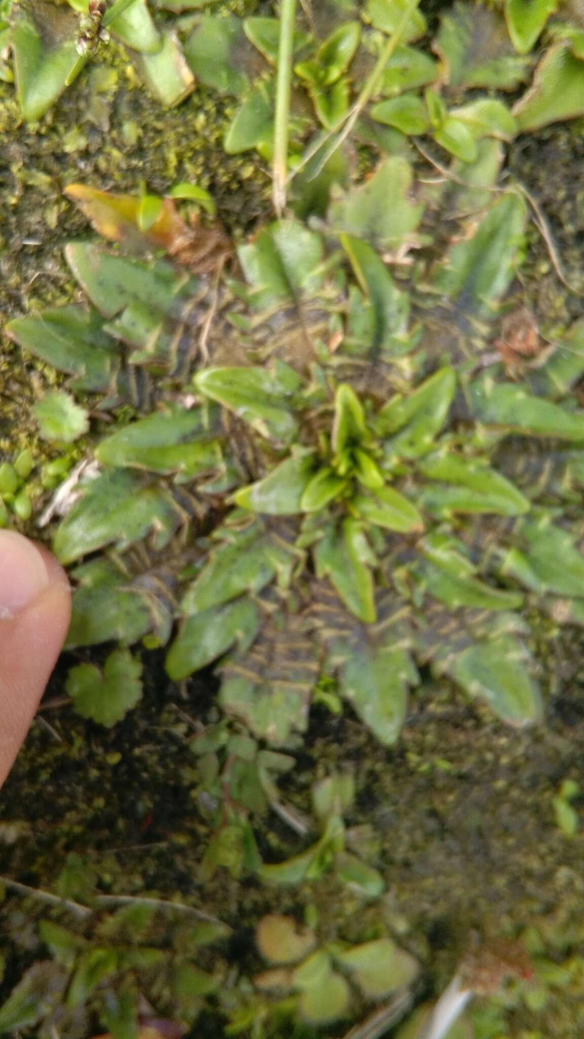 Image of Plantago triandra Bergg.