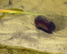 Image of Great Ram's Horn Snail