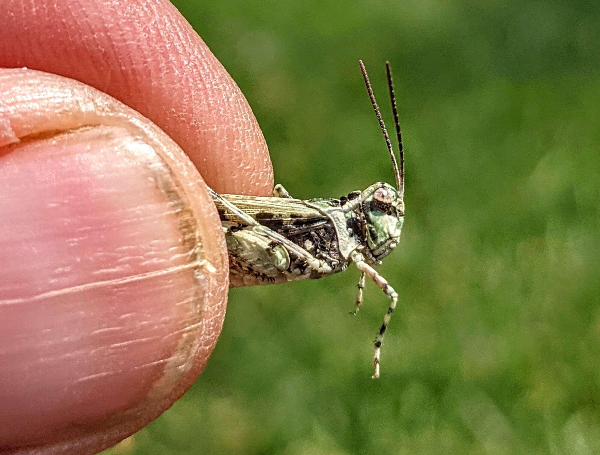 Слика од Trachyrhachys kiowa (Thomas & C. 1872)