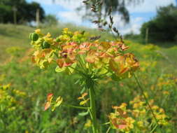 Image de Euphorbe petit cyprès