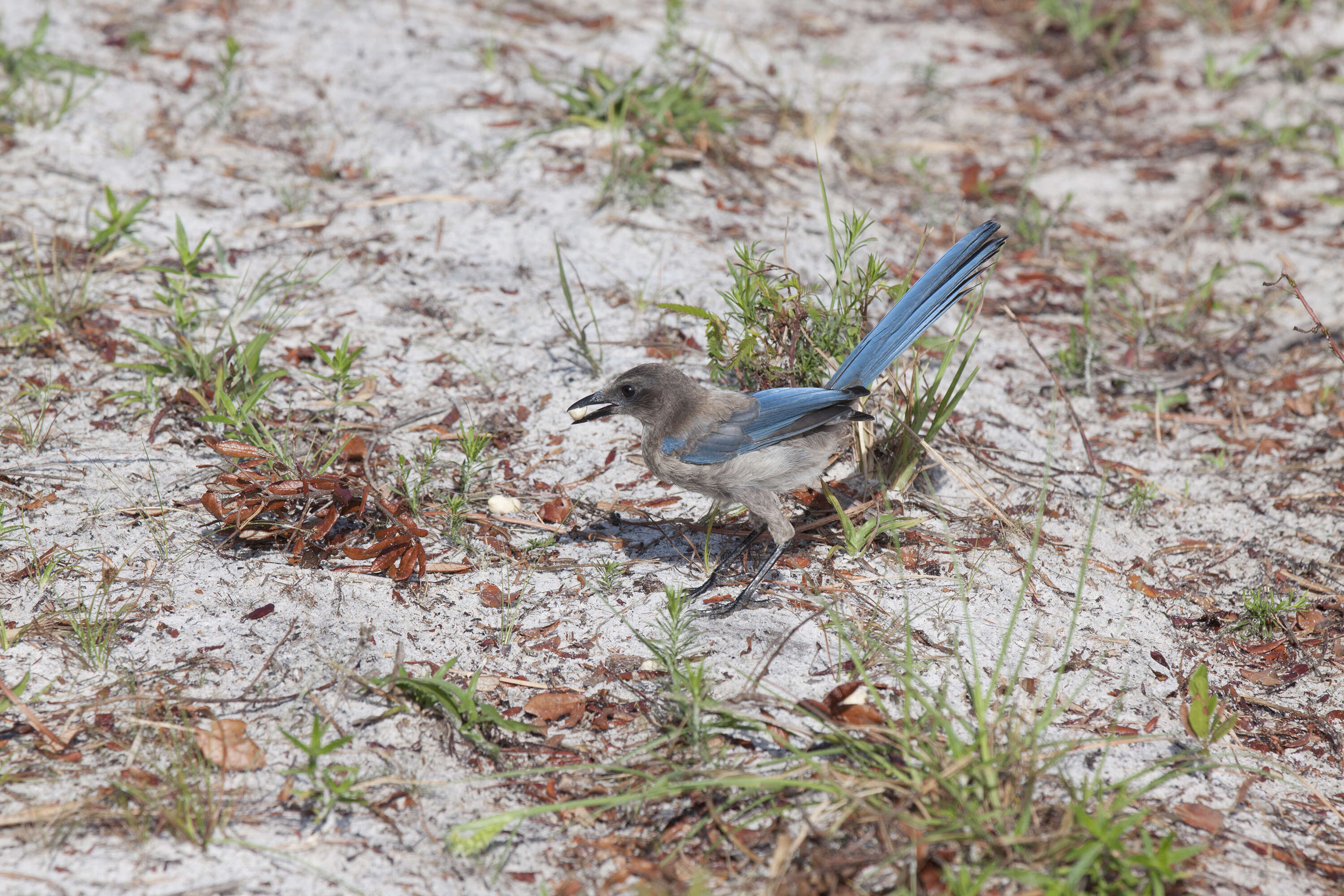 Image of Florida Jay