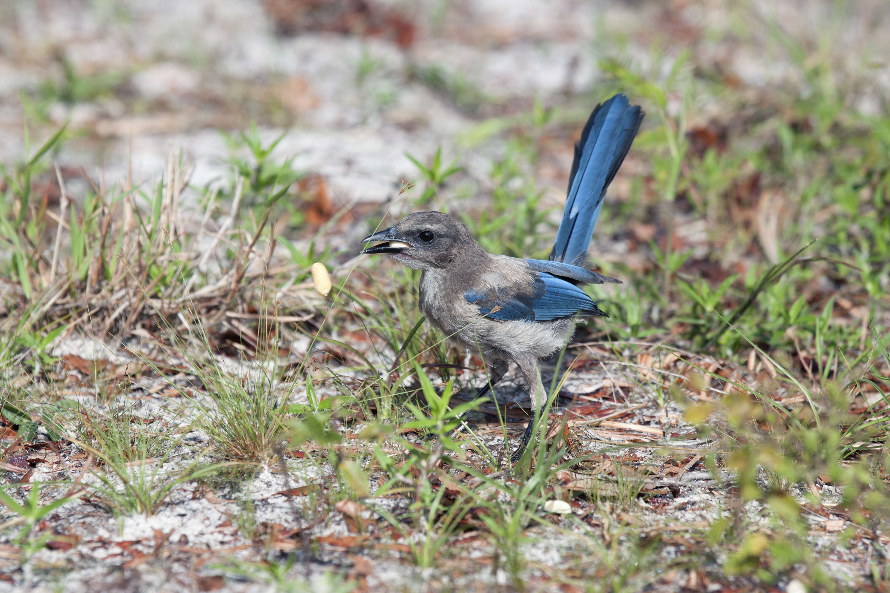 Image of Florida Jay