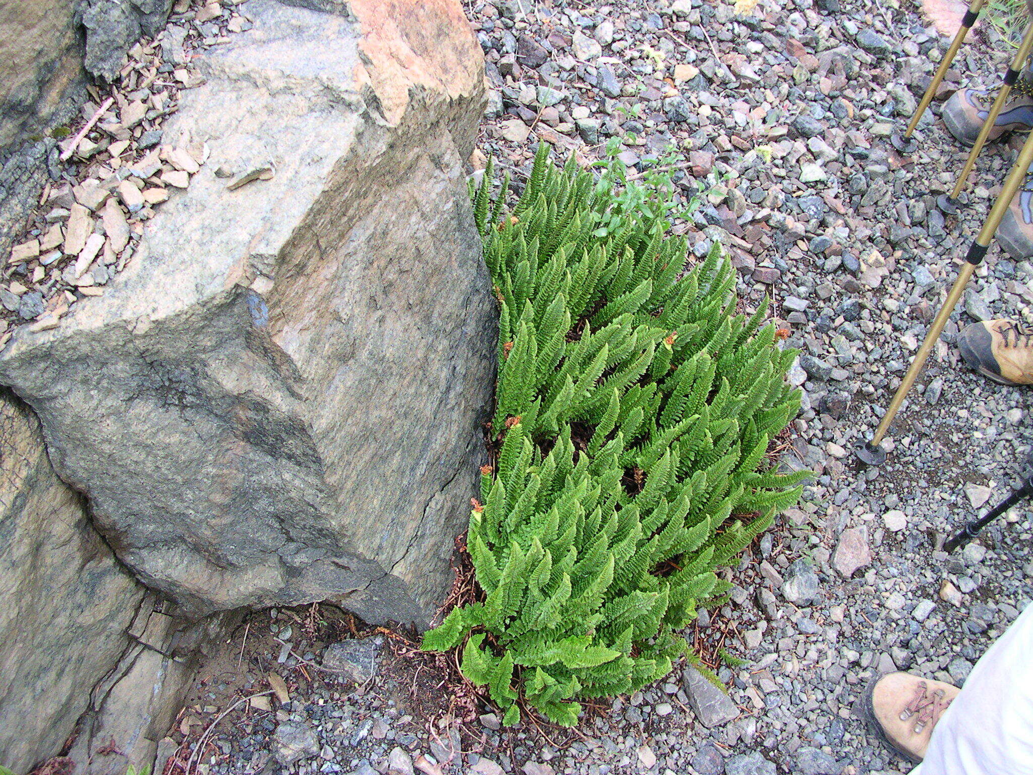 Image de Polystic de Lemmon