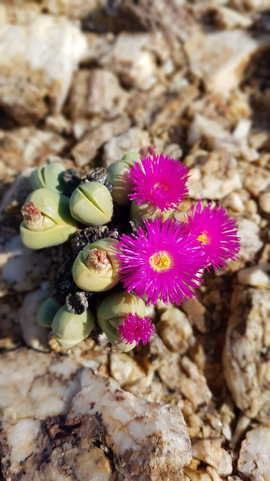 Plancia ëd Argyroderma subalbum (N. E. Br.) N. E. Br.