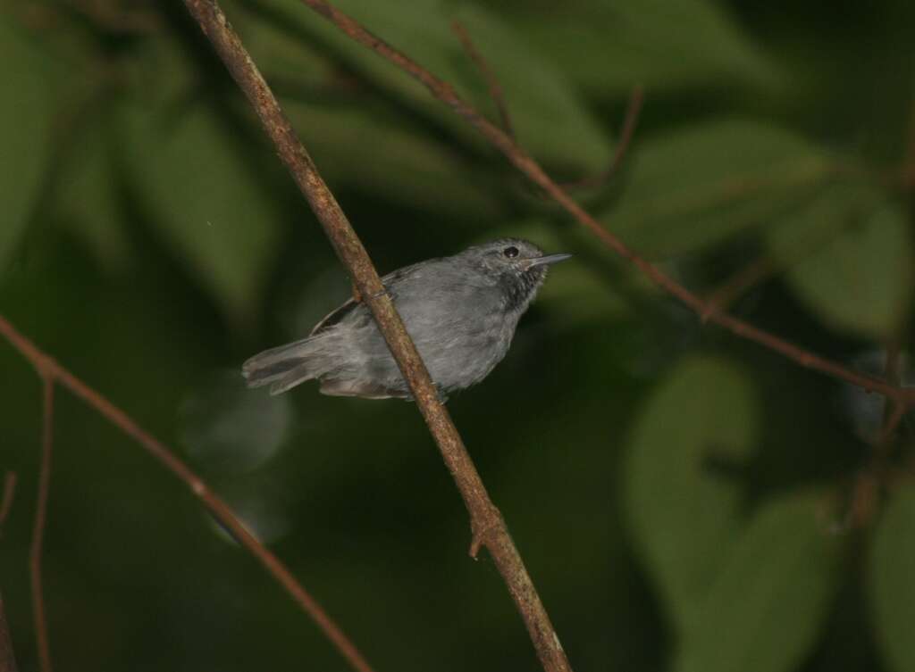 Image of Unicolored Antwren