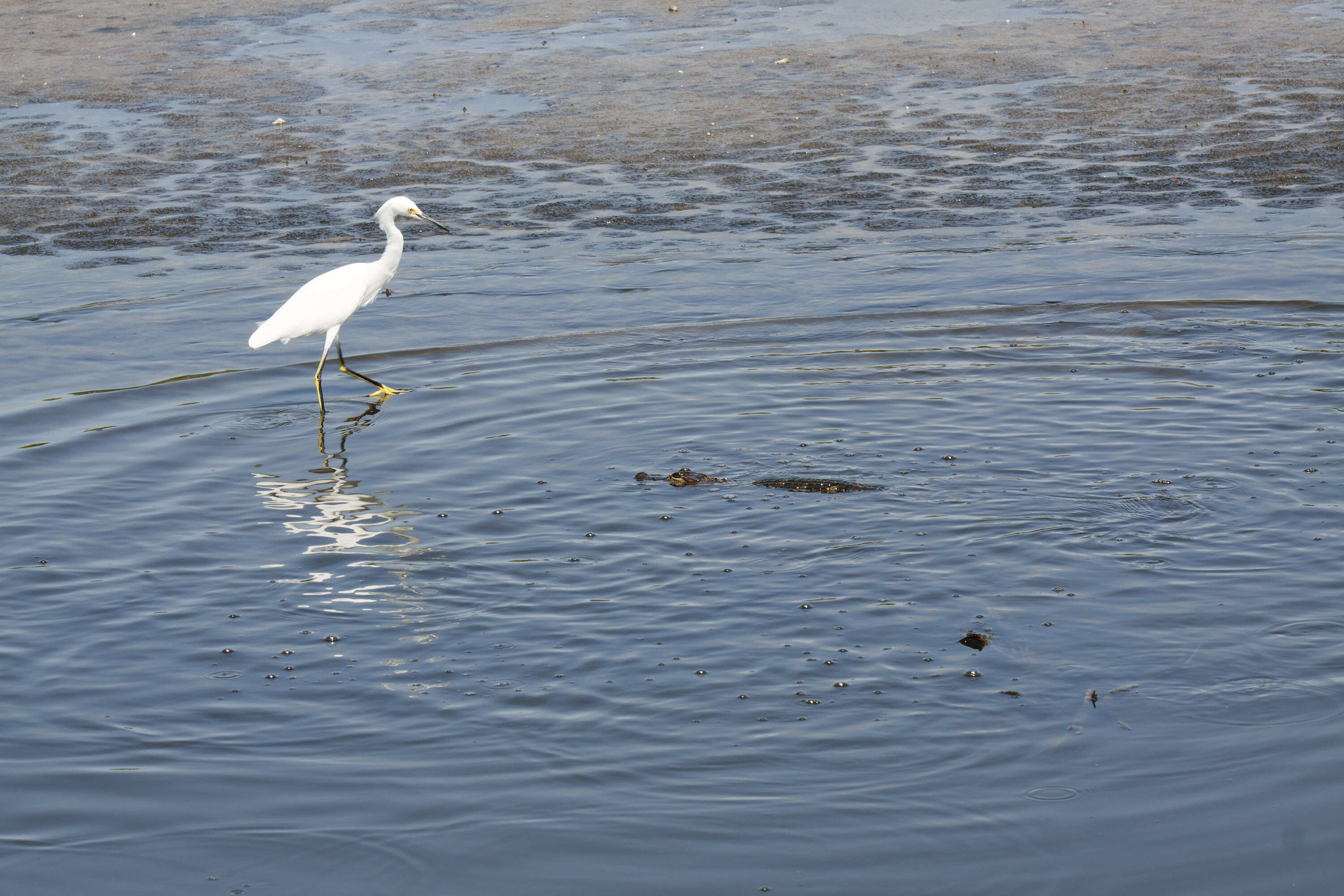 Image of alligators