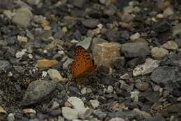 Image of Common Leopard