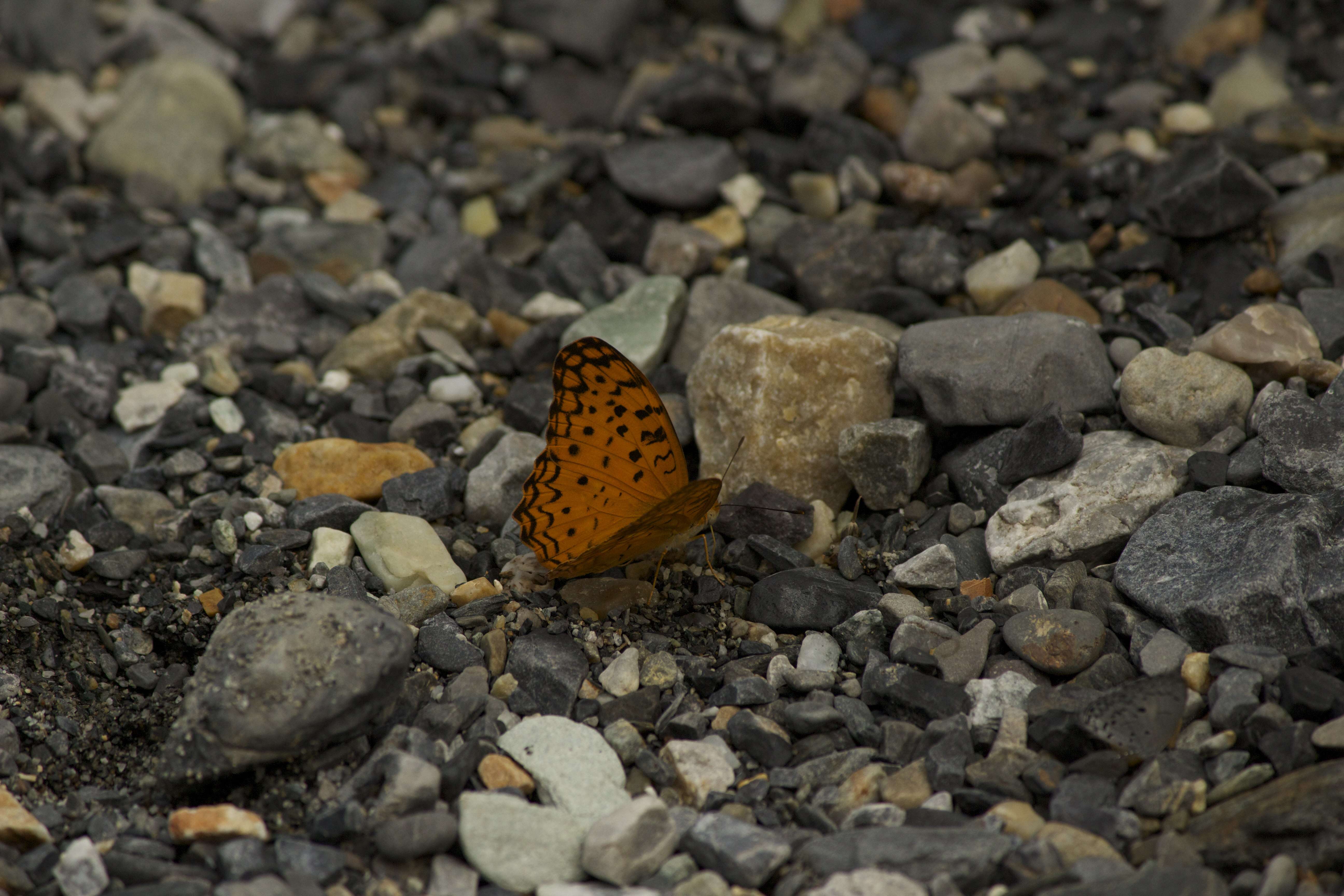 Image of Common Leopard