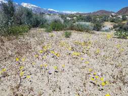 Image of golden linanthus