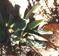 Image of Glottiphyllum linguiforme N. E. Br.