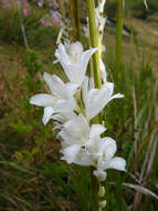 Image of Dierama argyreum L. Bolus