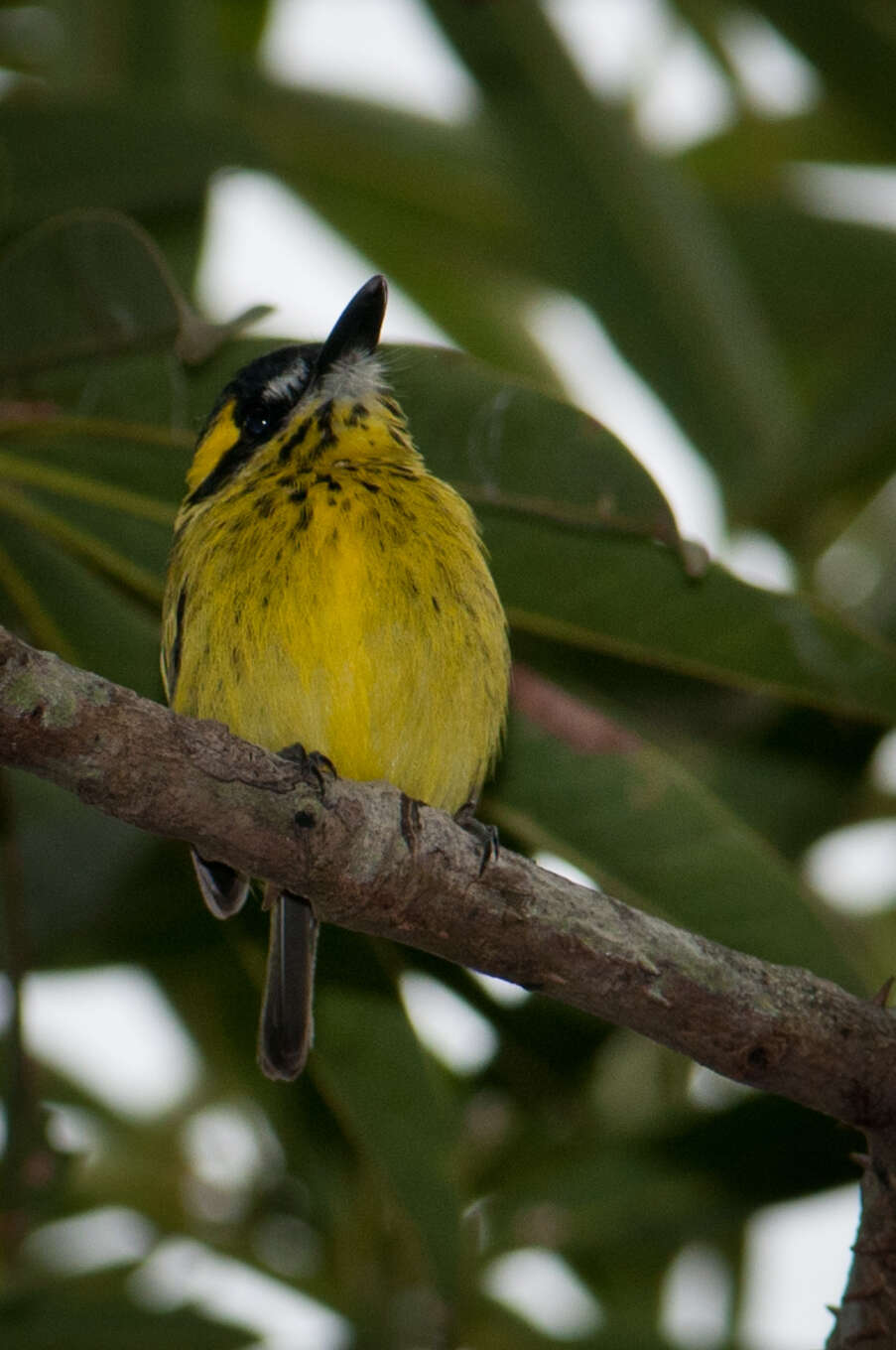 Image of Yellow-browed Tody-Flycatcher