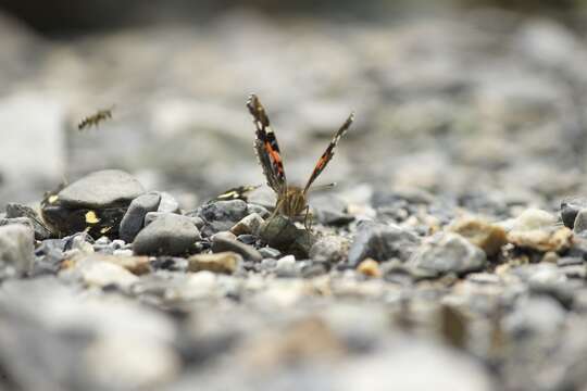 Image of Asian Admiral