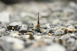 Image of Asian Admiral