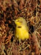 Image of Yellow Chat