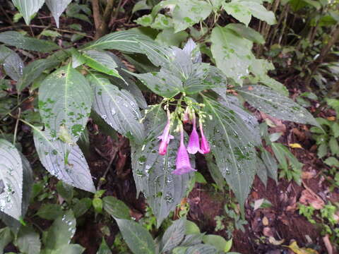 Image of Strobilanthes hamiltoniana (Steudel) J. Bosser & H. Heine