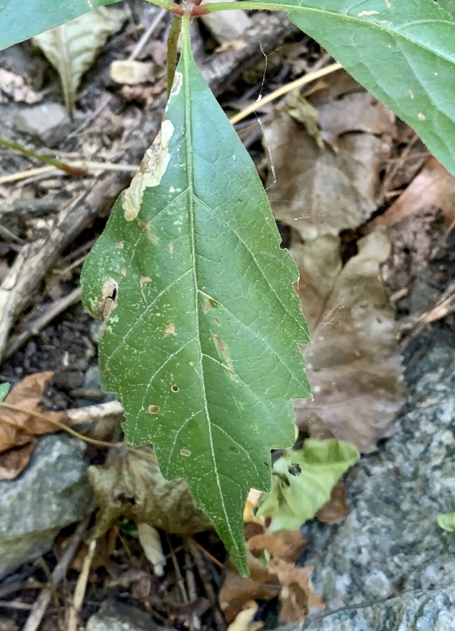 Image of Aspilanta ampelopsifoliella (Chambers 1874) Nieukerken & Eiseman 2020